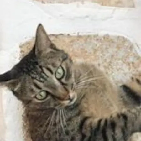 παλιό κελάρι σε πέτρινο σπίτι * Áno Potamiá